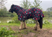 3 year old mini cob gelding