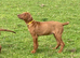KC reg Rhodesian Ridgeback puppy