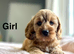3 apricot cockapoo girls now ready for family homes