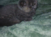 Pedigree Kittens 2female 1male