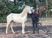 Cremello filly to make 15.2
