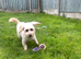 Holly Cavachon