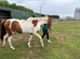Beautiful coloured filly