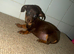 Miniature dachshund
