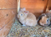 2 baby Lion lops for sale with double hutch included