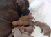 American bully s looking for there forever Holmes