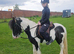 Pibald gypsy cob