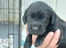 Handsome Spaniel x Labrodor Puppies
