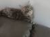 Pedigree maine coon kitten