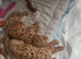 Cavapoo girl