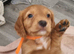 Working cocker spaniel puppies