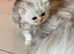 Confident healthy dollface chinchilla Persian kittens