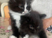 British Longhair cross kittens