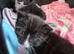 Beautiful girl kitten. Ready to go to forever home