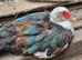 Muscovy ducks