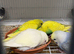 Budgies different mutations