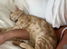 Beautiful Bengal cross kittens