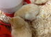 Buff Orpington Hatching Eggs