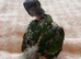 Hand-Reared Rainbow Lorikeets