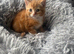 Persian cross kittens ready Friday