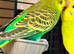 For sale aviary budgies 8 to 10 weeks old