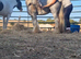 10yo 12hh Blagdon Stallion