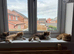 Pedigree British Longhair kittens TICA registered