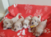 5 gorgeous maltipoo puppys