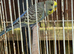 Cute Budgies