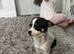 Jack Russell female Dog