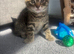 Last tabby boy