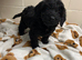 Cockapoo puppy