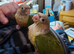 Beautiful Pineapple Conures