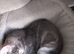 Kittens 11wks