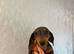 Beautiful miniature dachshunds