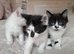 11 adorable kittens
