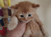 Kittens looking for home