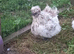 silkie hens