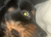 Rehome 4 year old Rottweiler