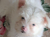 White Yorkshire Terrier Boy & Girl