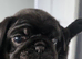 Stunning panda pugs
