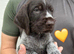 Kc reg german wirehaired pointer puppies for sale