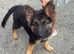 1 female German Shepard puppy