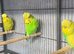 Exhibition Budgies