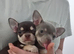 Gorgeous kc registered Chihuahua puppies Chocolate Blue Lilac