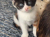 2 female kittens