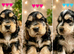 Show type KC Reg Cocker Spaniels from dna tested parents.