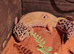 Leopard gecko