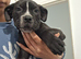 Black and White Cryptic Merle Cane Corso x Alapaha Blue Blood Bulldog Puppies
