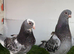 Kurdish pigeons